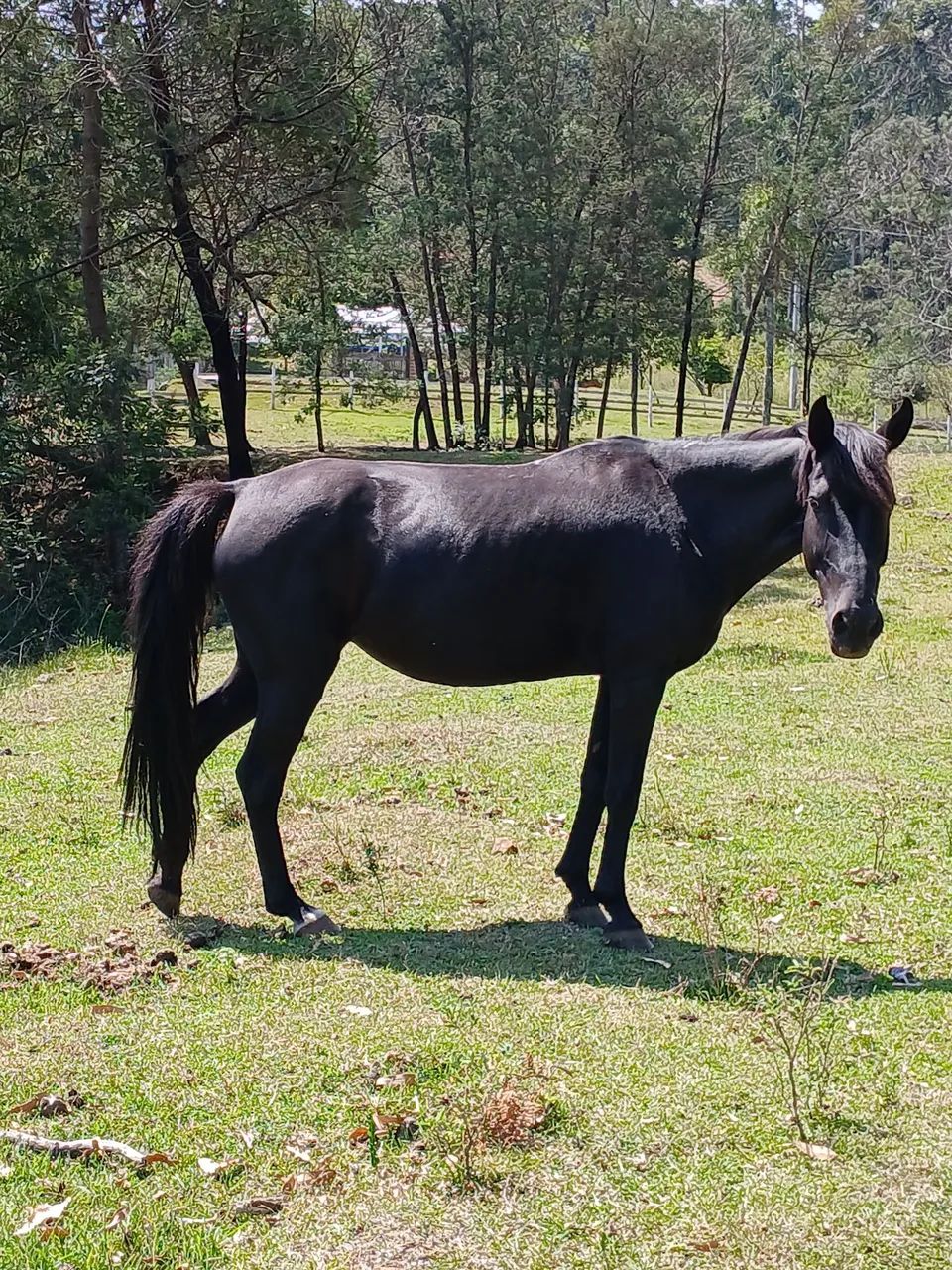 Cavalo. Égua boa de laço e corrida. - Foto 4