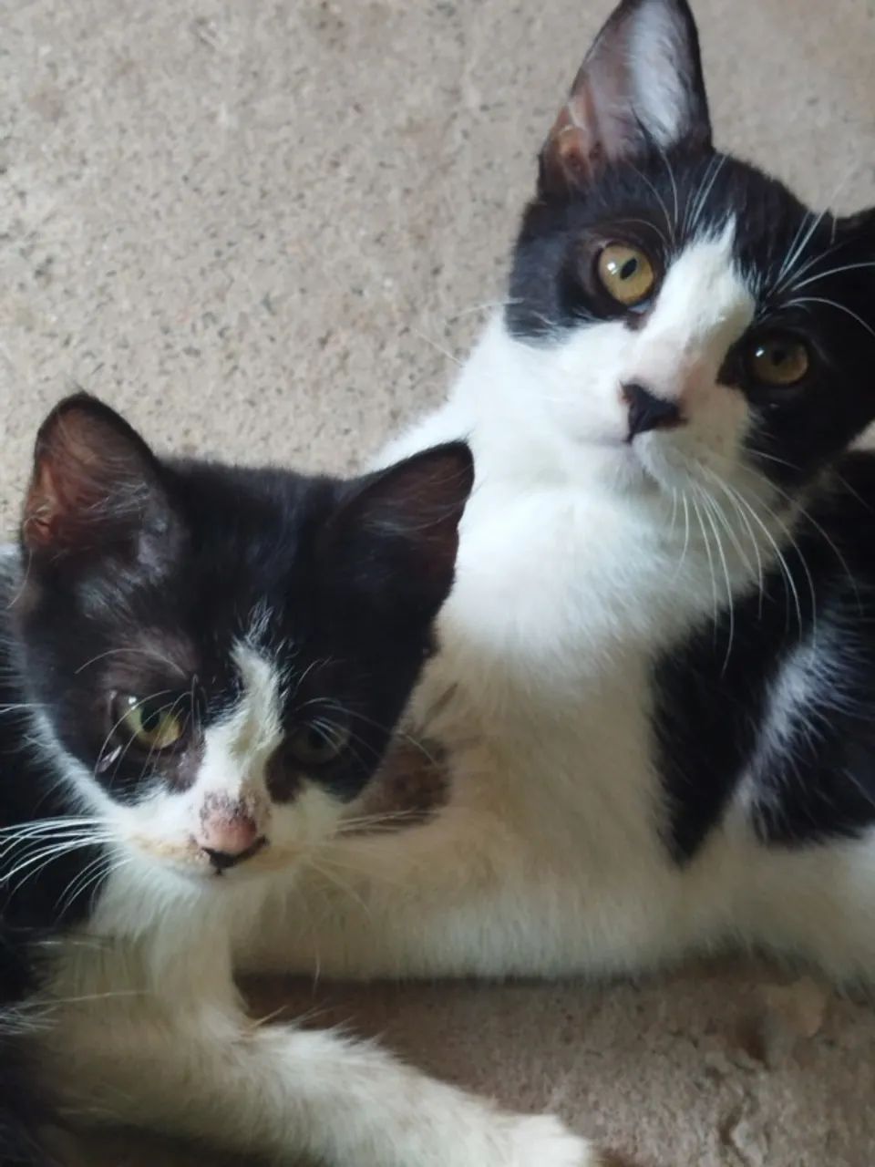 Gatos pra doação  - Foto 2