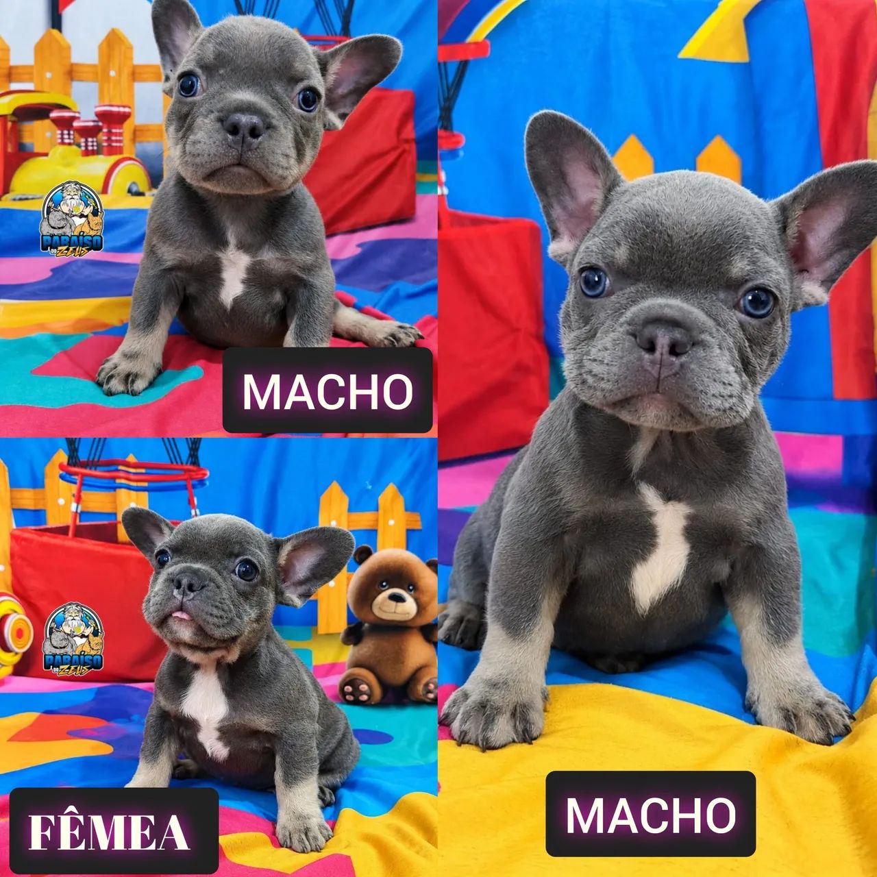 Perfeição Bulldog Francês 