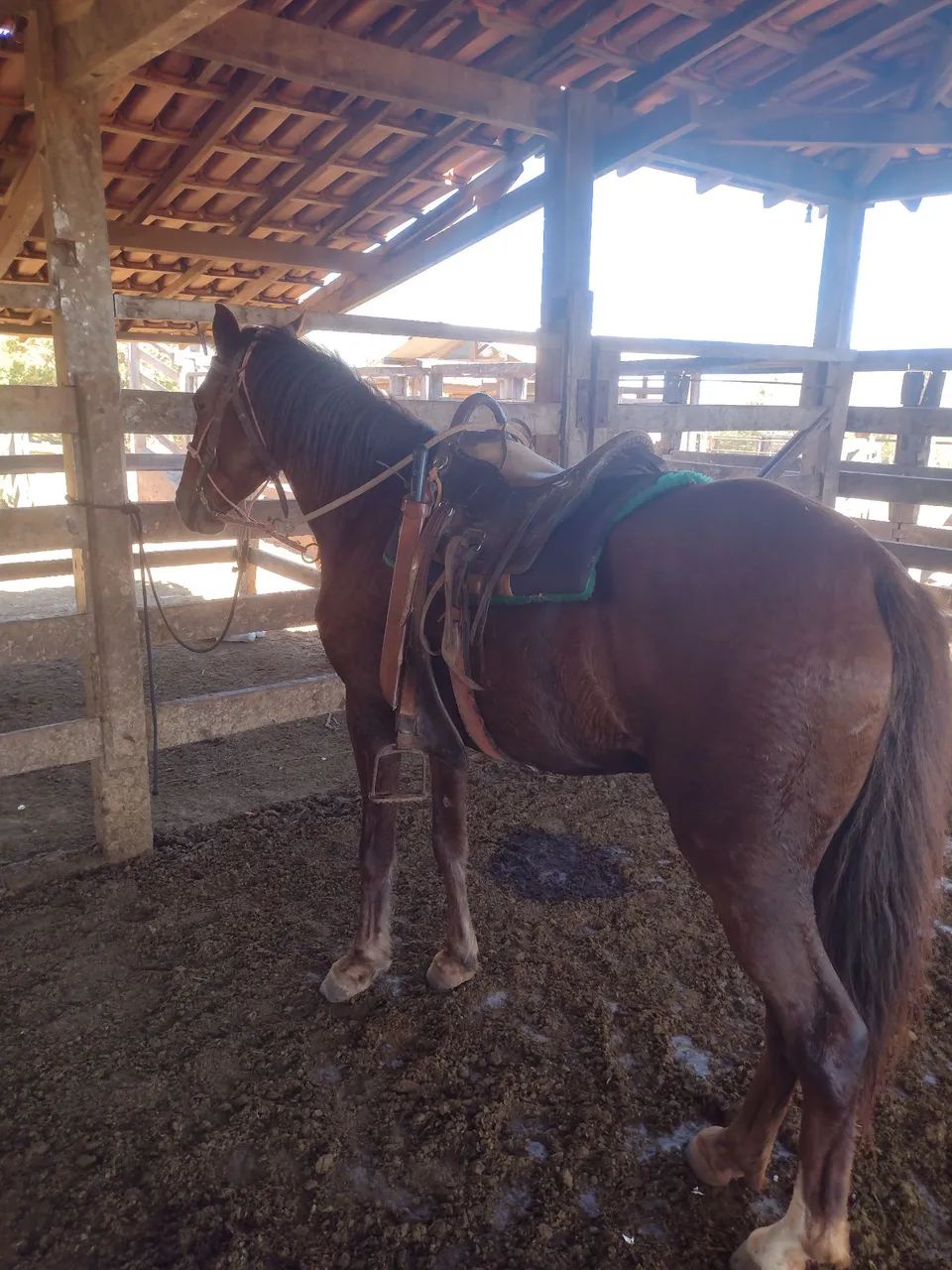 Cavalo  - Foto 6