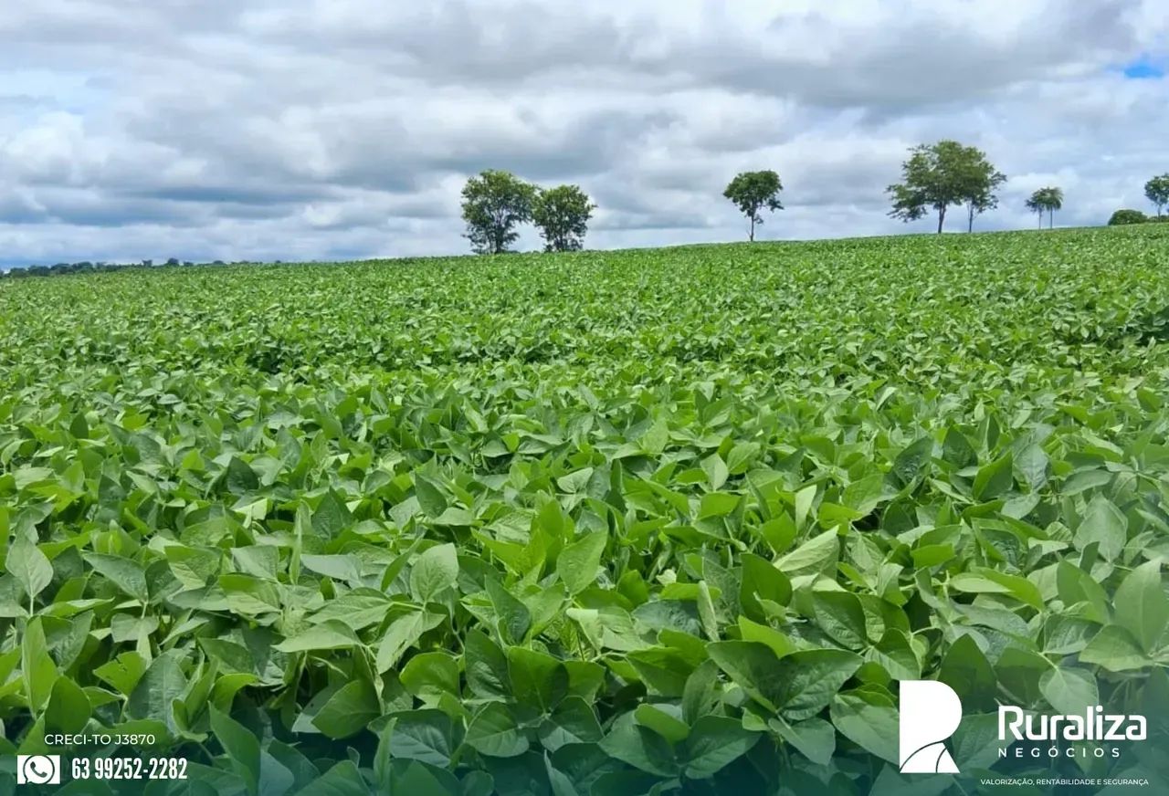 FAZENDA COM RIBEIRÃO, REPRESA E NASCENTES | 242 HA EM PRODUÇÃO - Foto 2