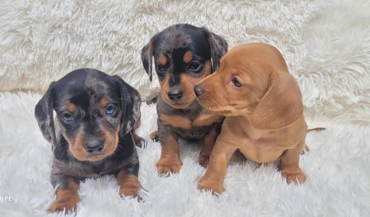 Dachshund Basset 