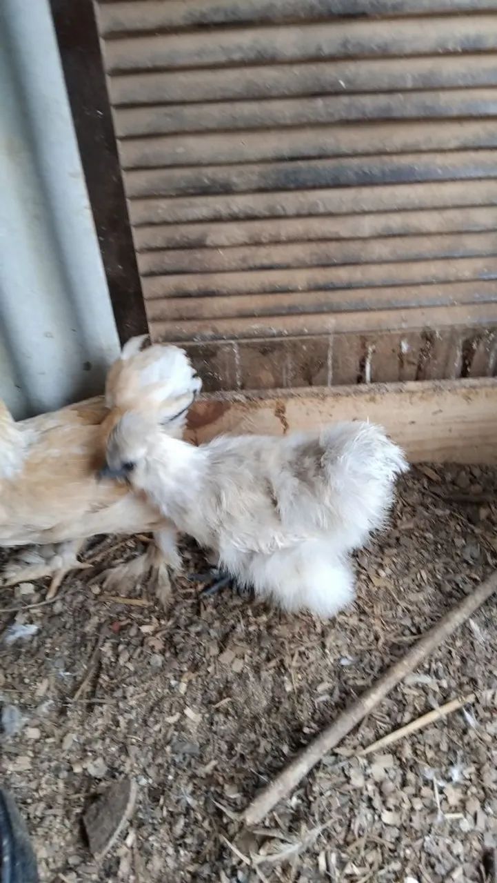 Galinhas sedosas do Japão 