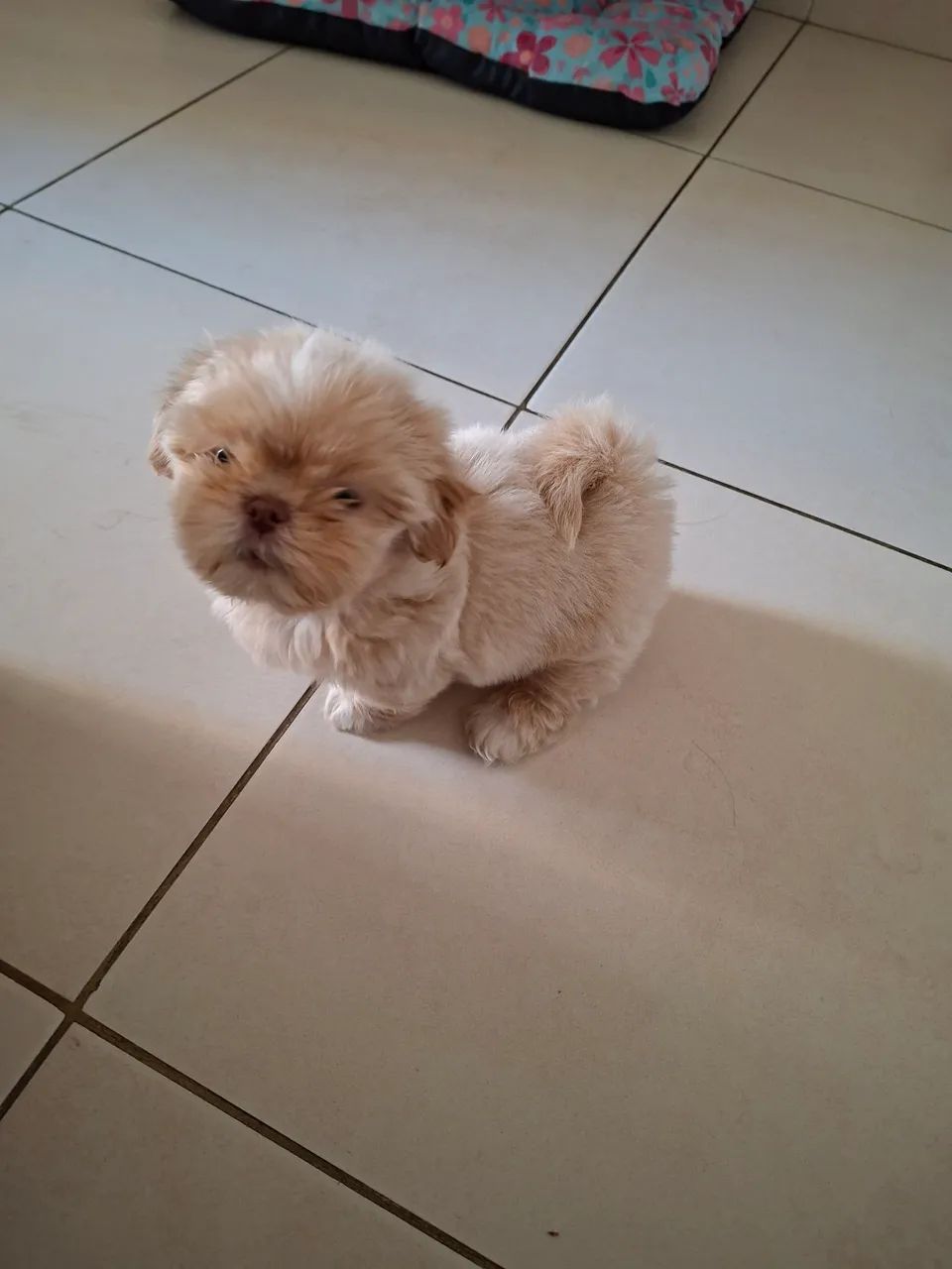 Cachorro  - Foto 3