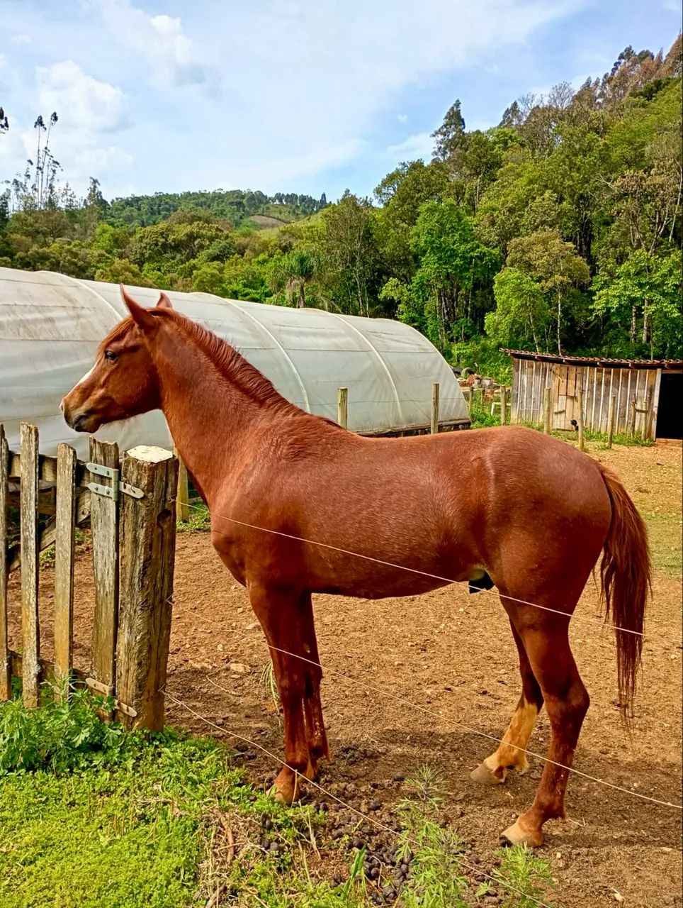 Vendo potro xucro - Foto 4