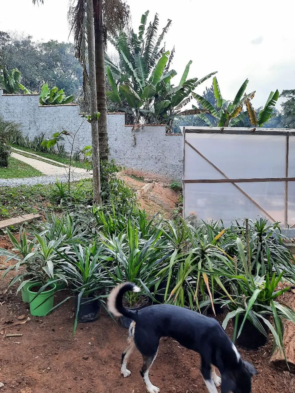 Oportunidade em Embu-Guaçu! Chácara de 600m² com Estufa - Foto 3
