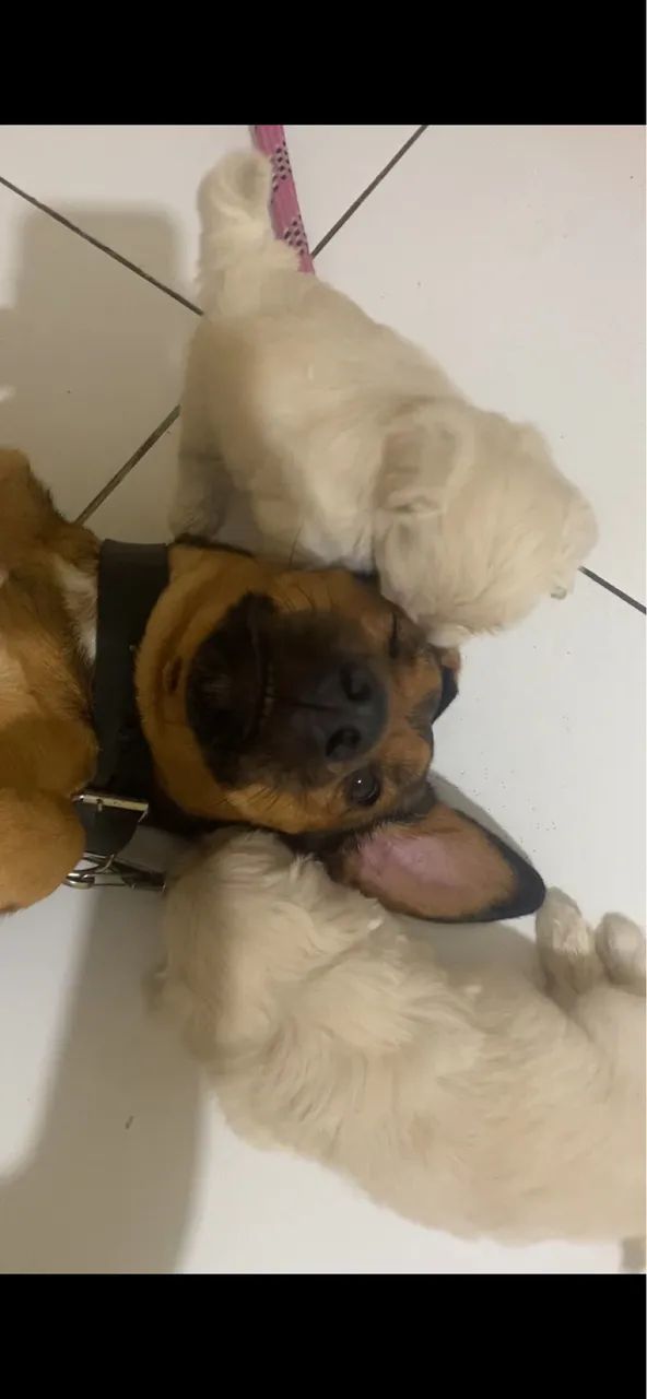 cachorra para doação  - Foto 3