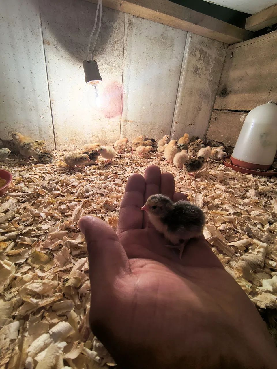 Ovos de codorna gigante 