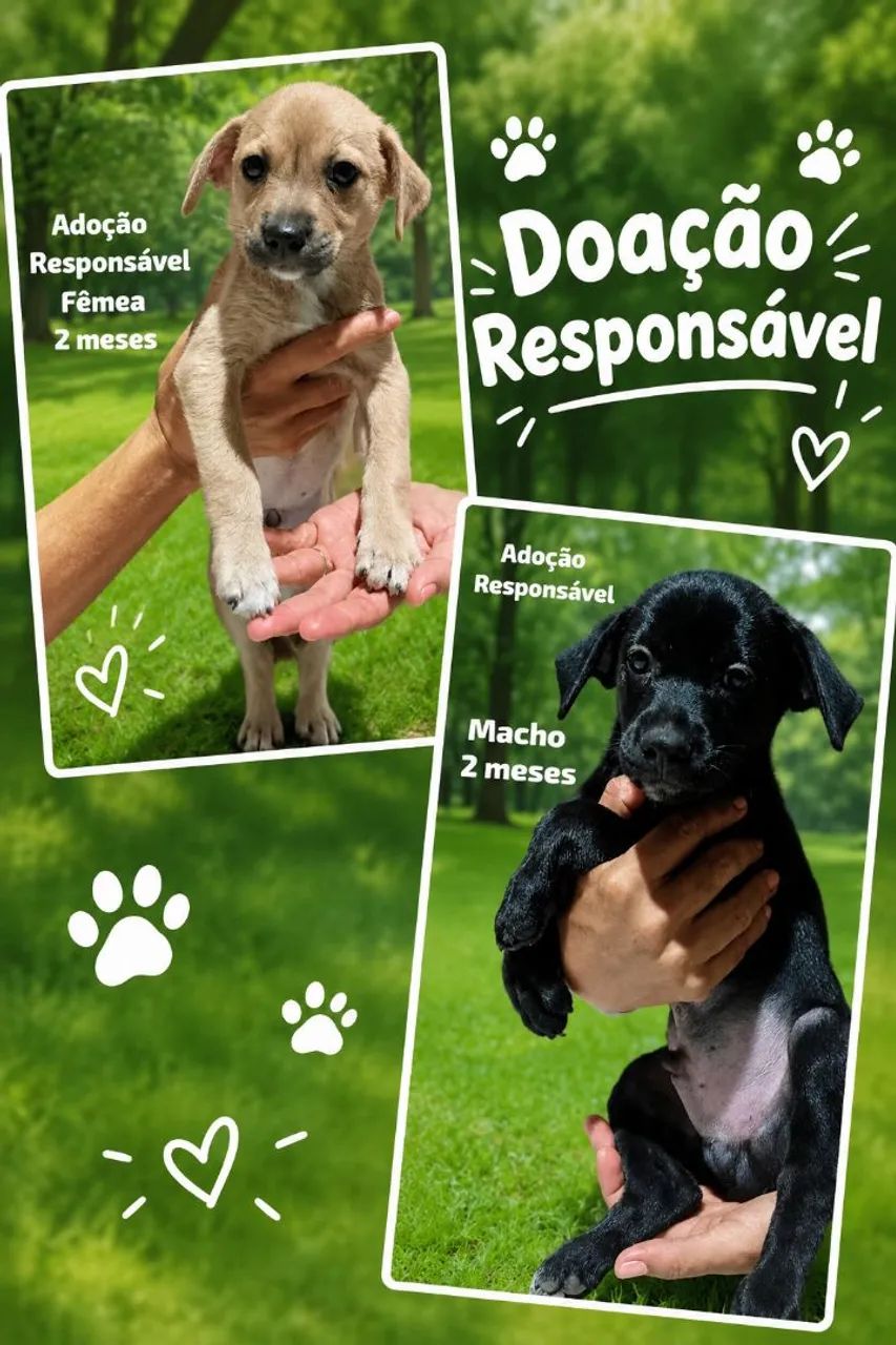 Doação responsável  - Foto 3