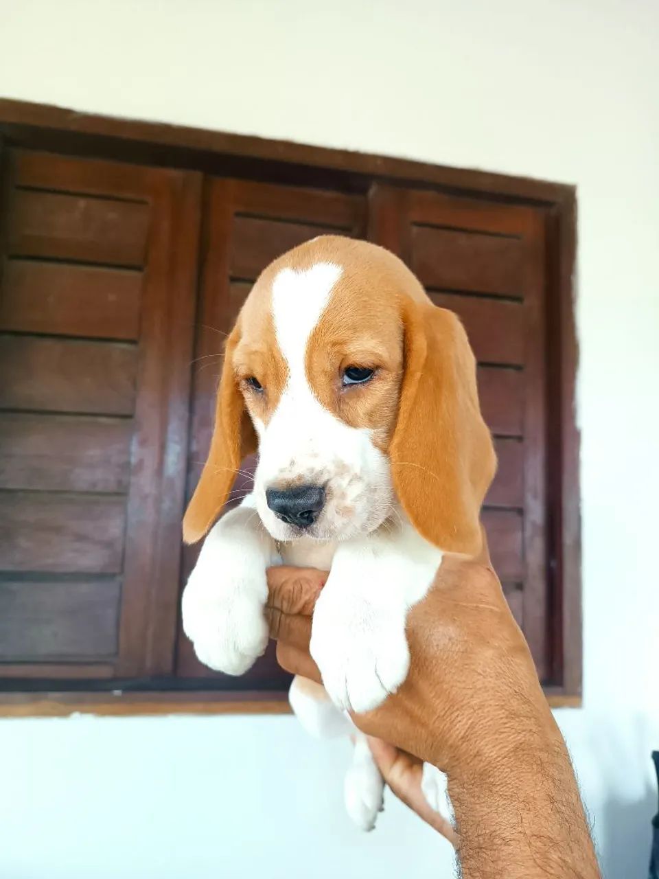 Filhotes de Beagles  - Foto 2