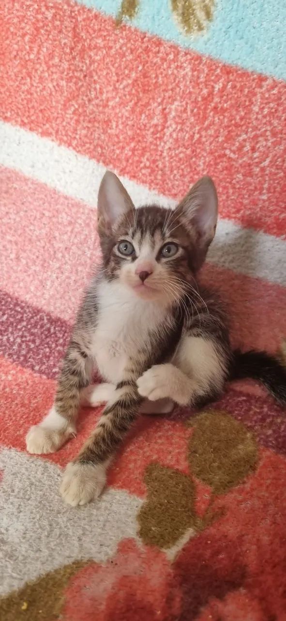 Gato 2 meses - Foto 3