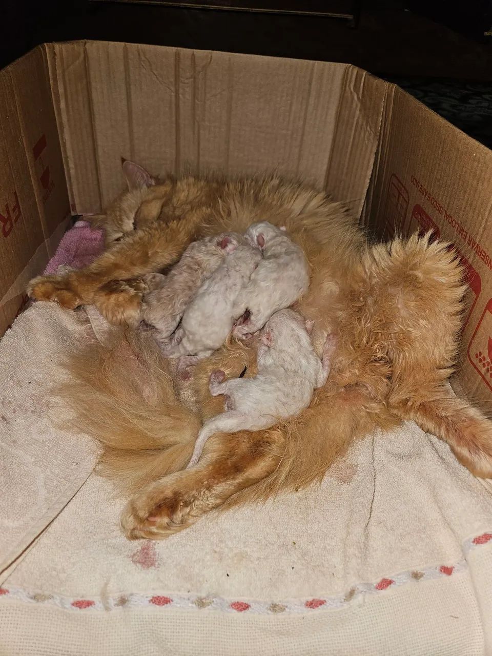 Filhote de gato ?  - Foto 5
