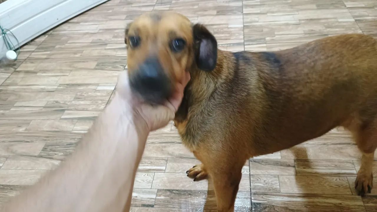 Adoção responsável  - Foto 2
