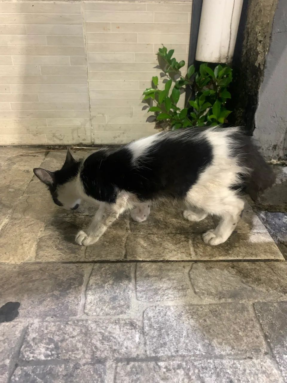 Gatinho frajola para adoção  - Foto 3
