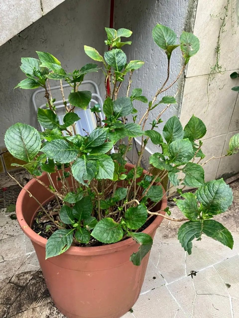 Vasos de plantas  - Foto 3