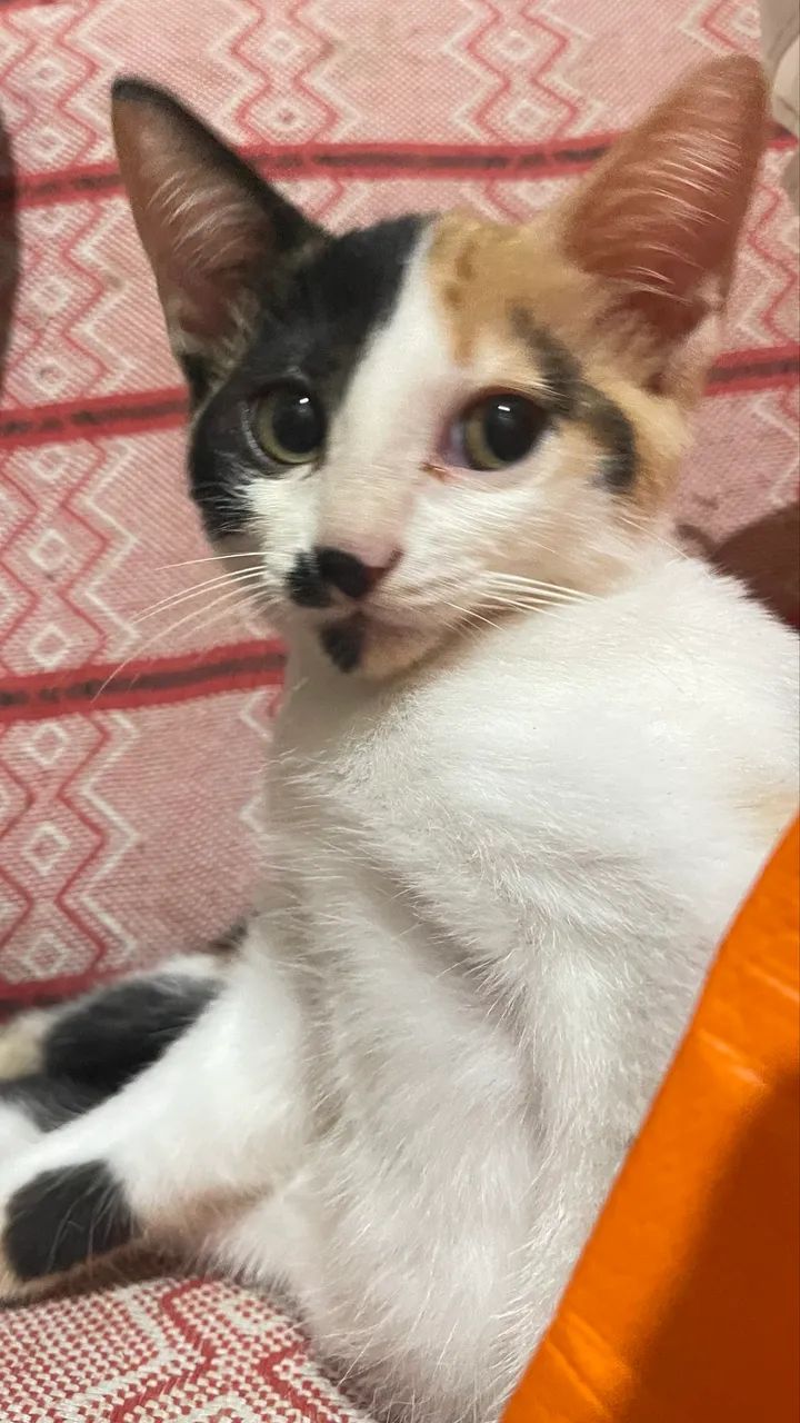 ADOÇÃO RESPONSÁVEL GATA DE 2 MESES 