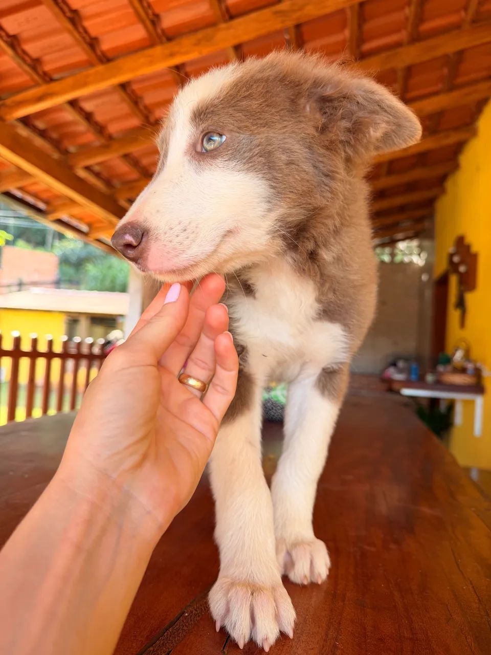 Border Collie de trabalho