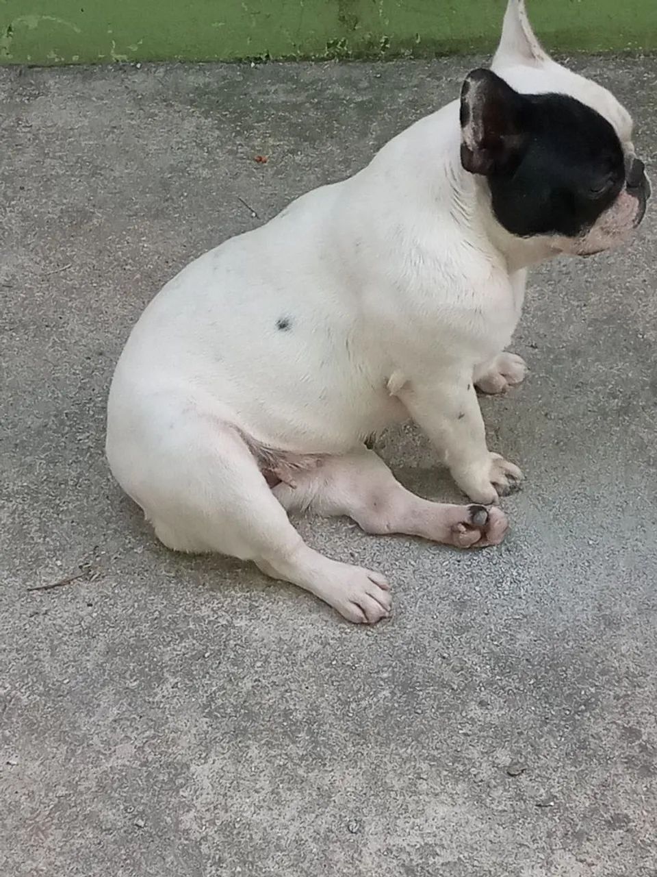 Bulldog francês - Foto 2