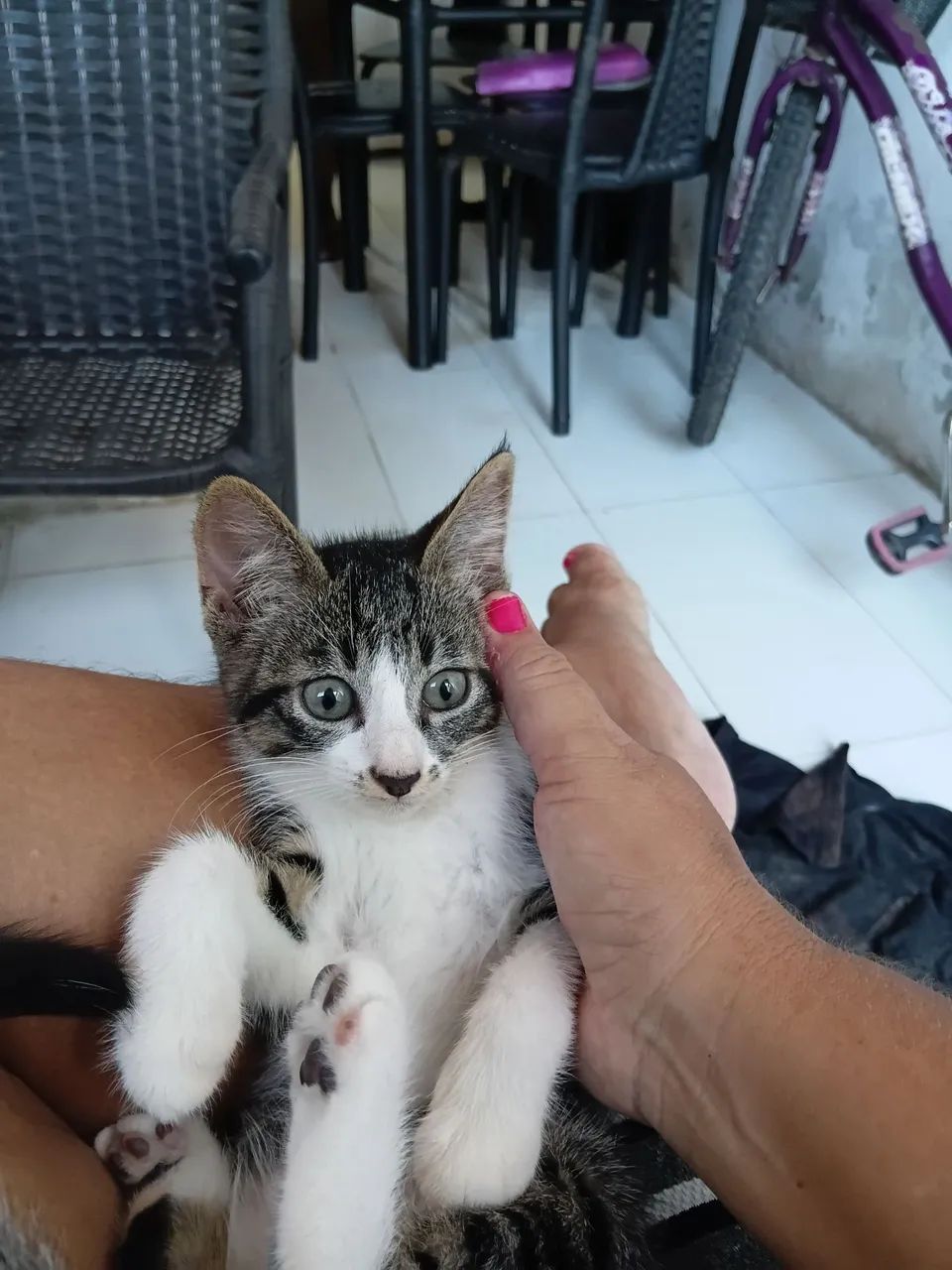Gatas pra adoção - Foto 2