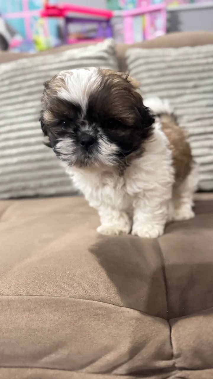 Shih tzu macho - Foto 3