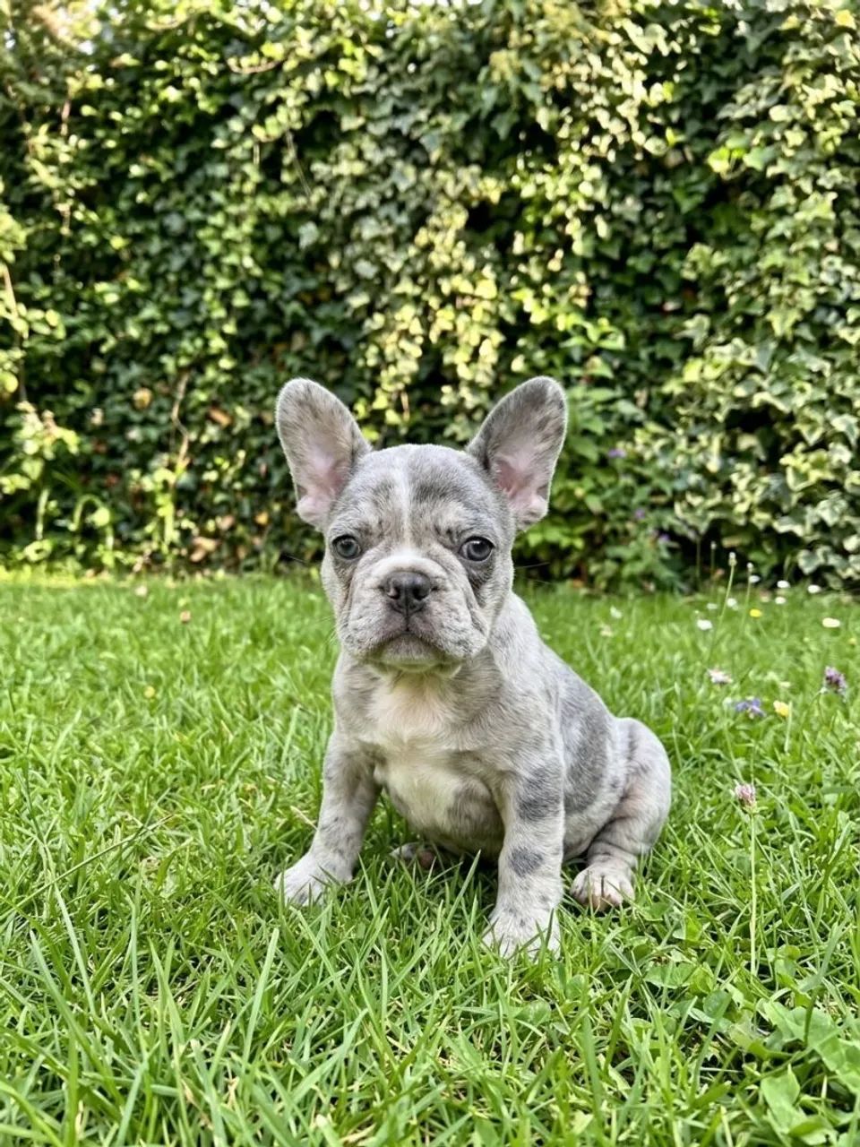 Buldogue francês 