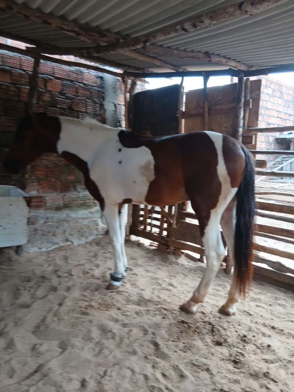 cavalo  - Foto 3