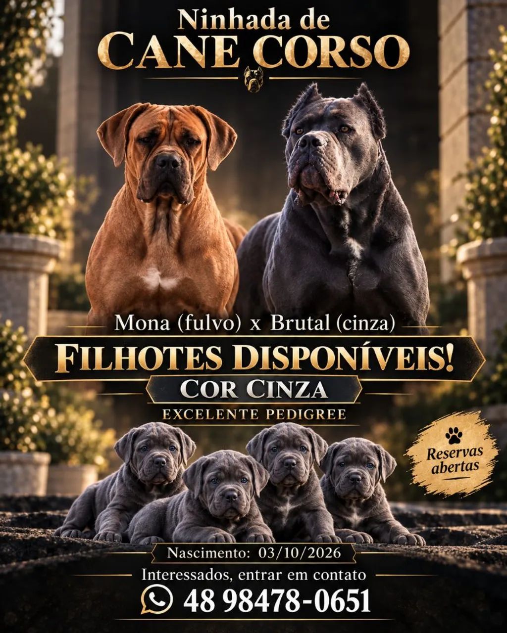 Filhotes de cane-corso com pedigree - Foto 3