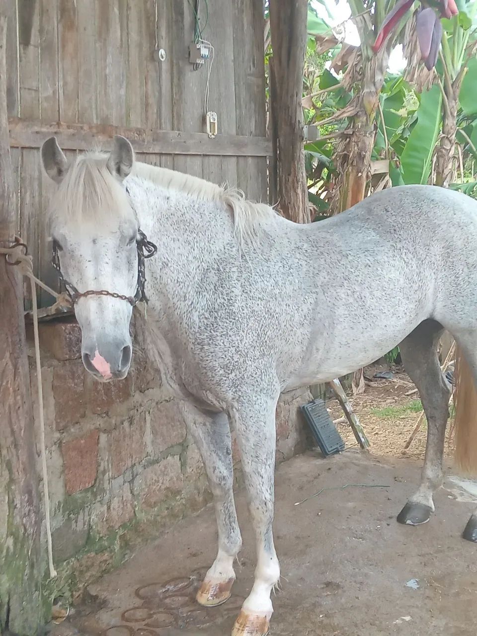 Cavalo crioulo - Foto 2