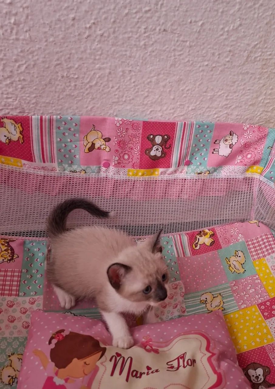 Doação, gatinha fêmea 