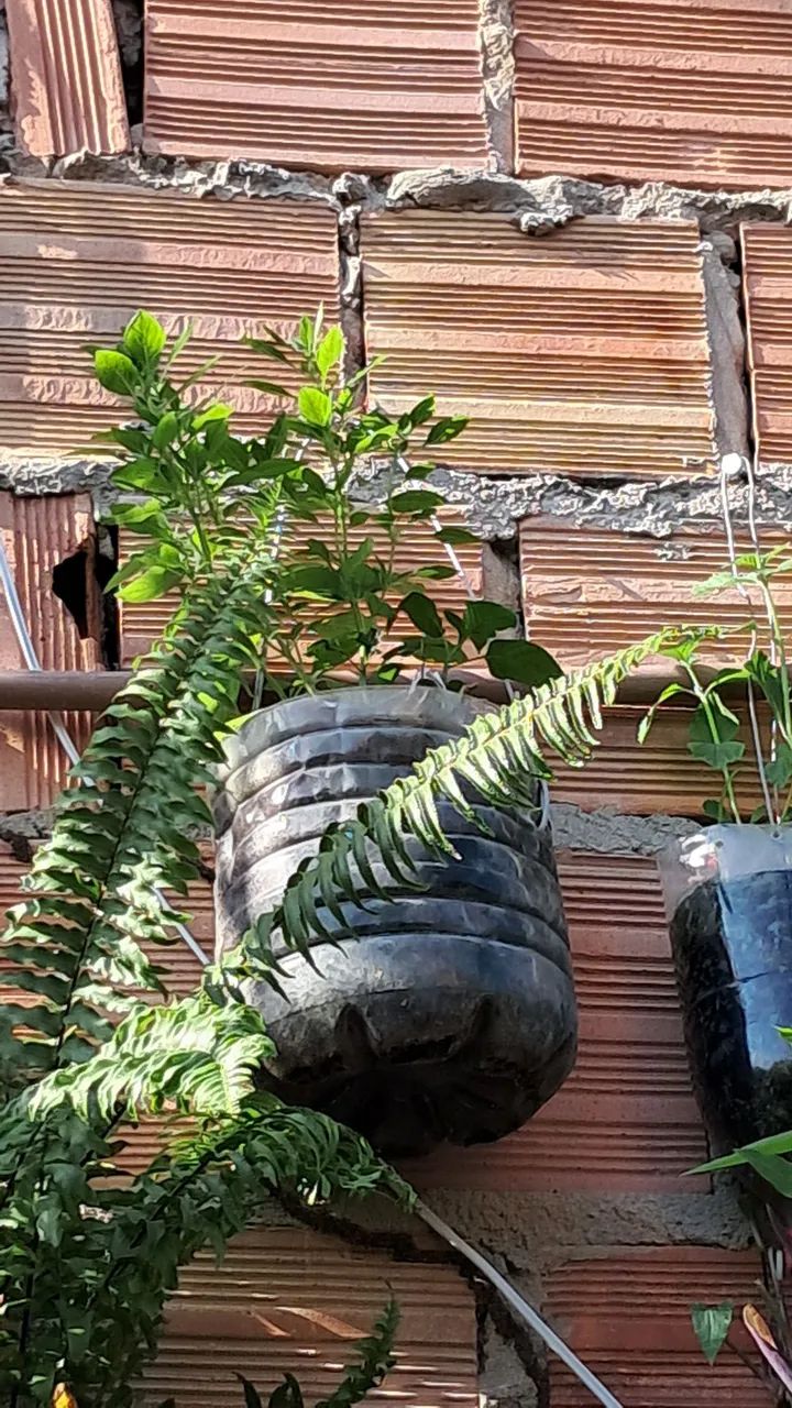 Pé de mangericão - Foto 2