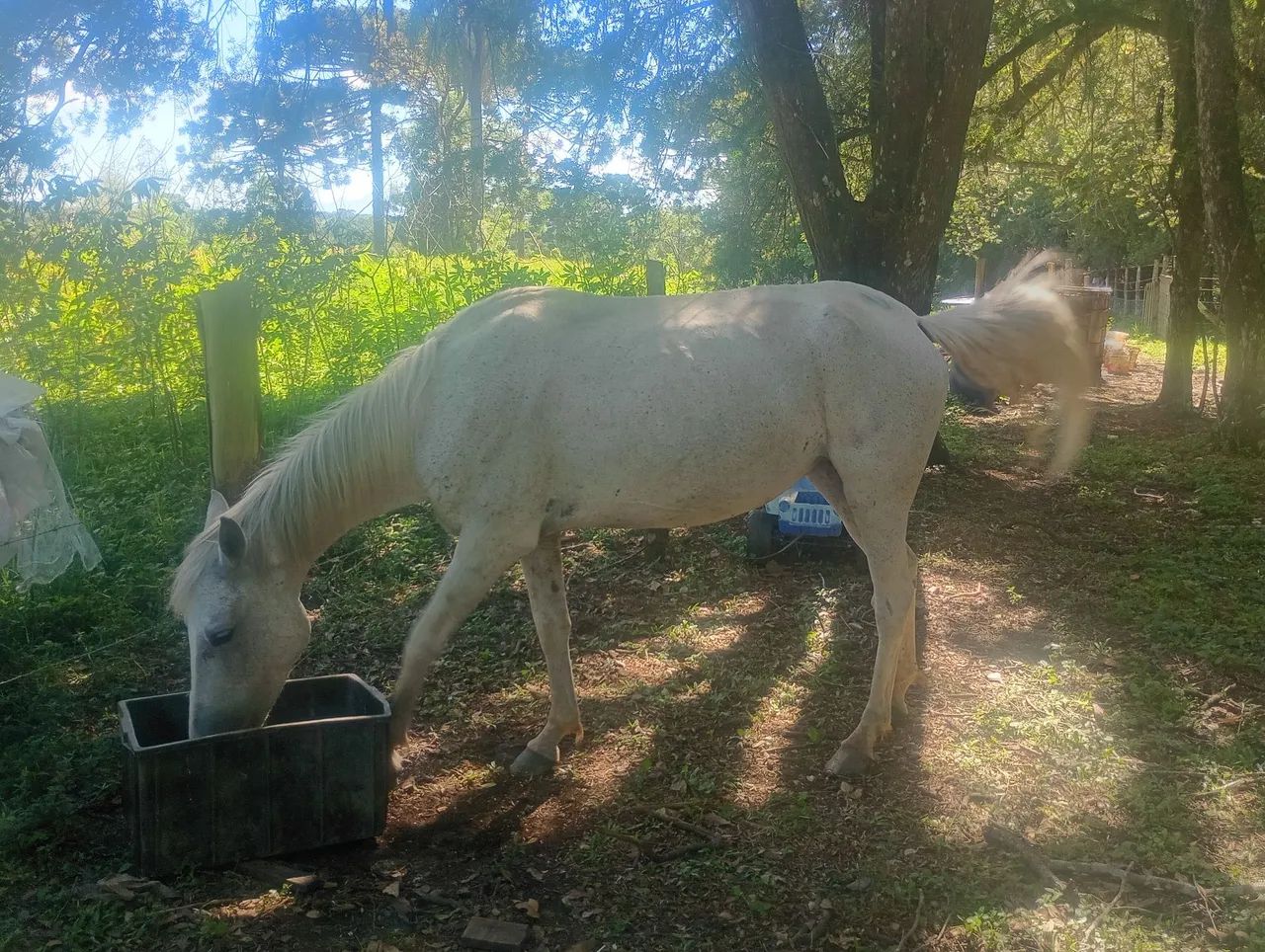 Égua maçã  - Foto 2