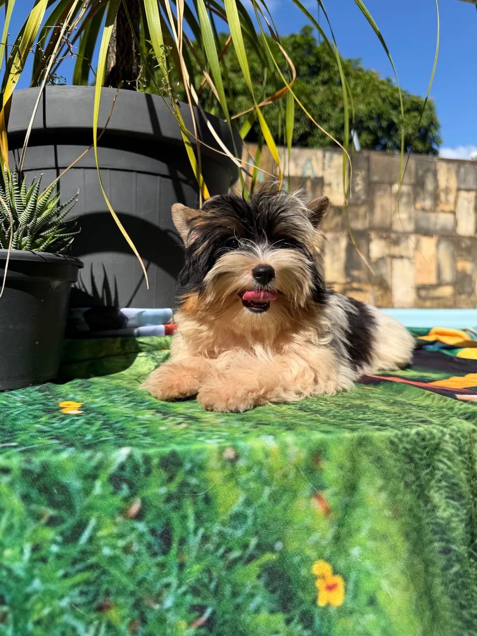 Biewer Terrier  - Foto 4