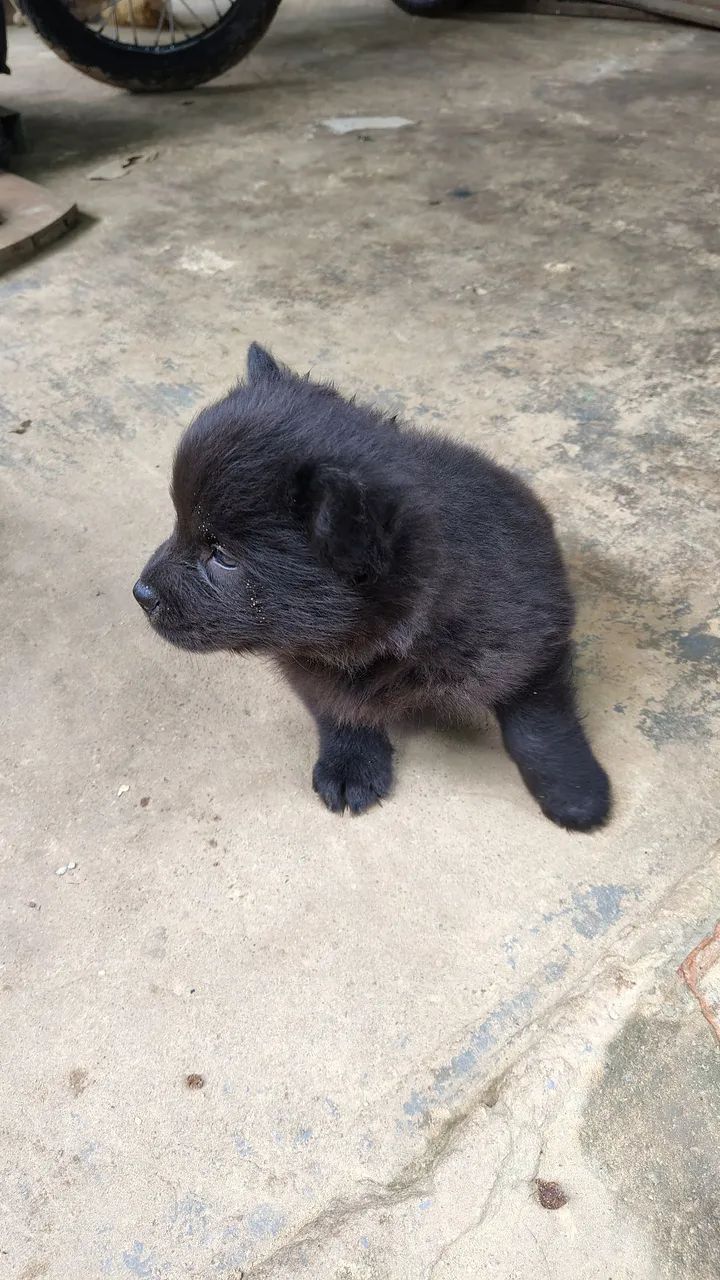 Cachorro