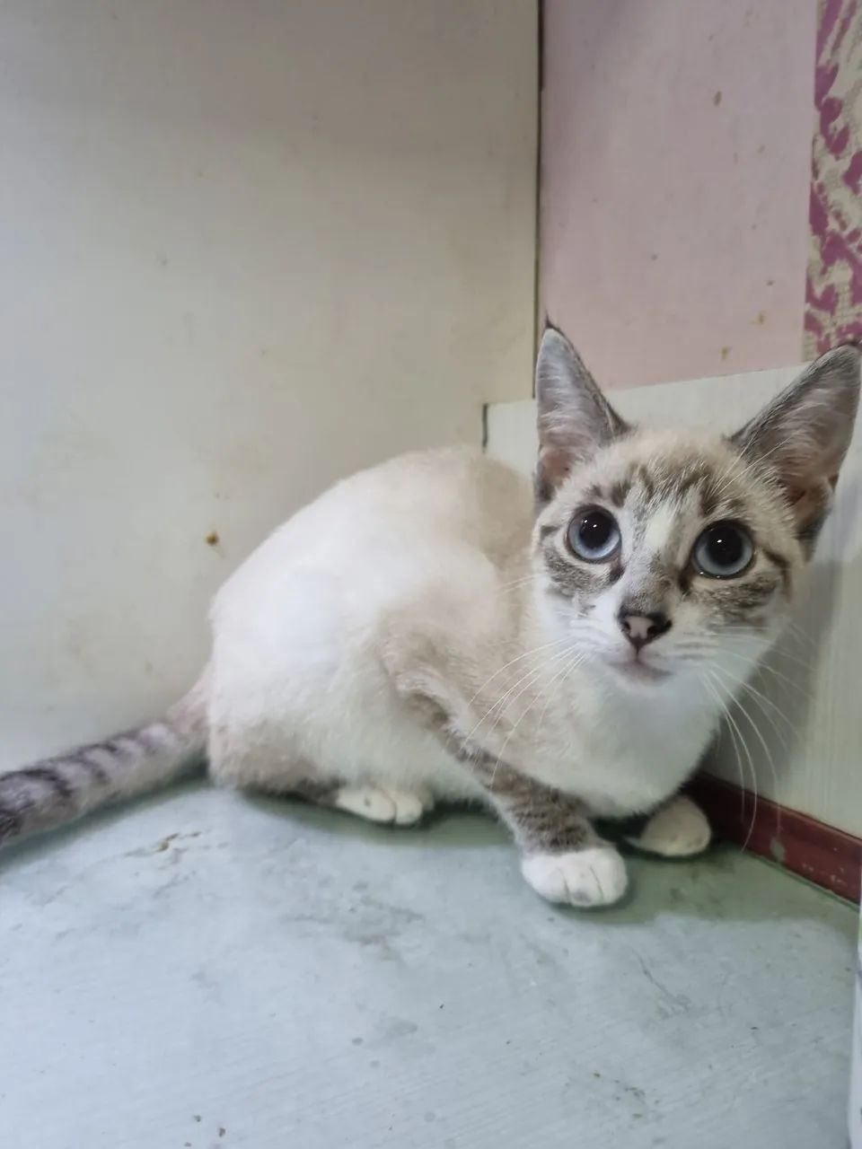 Gatinha para adoção