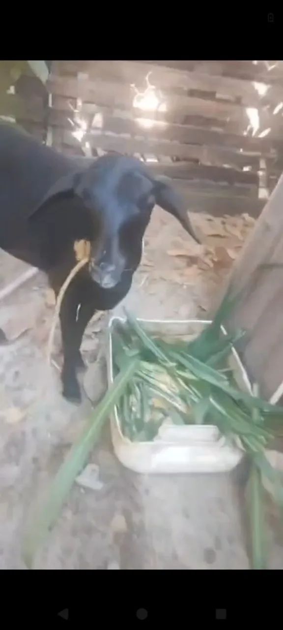 Ovelha Santa Inês fêmea  - Foto 4