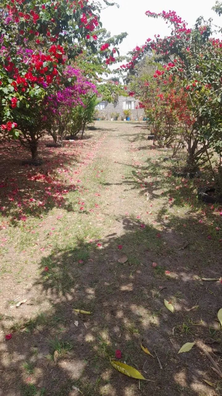 Foto - São Paulo - Jardim Orly