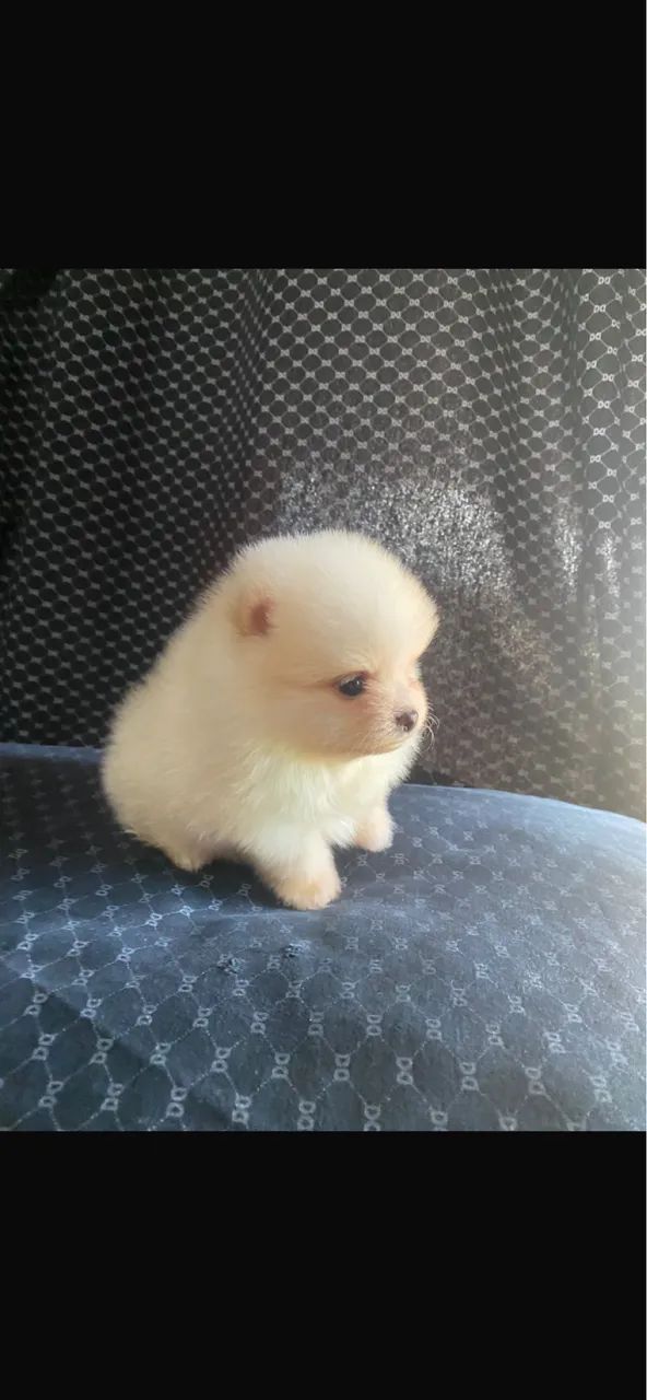 Spitz alemão macho  - Foto 3