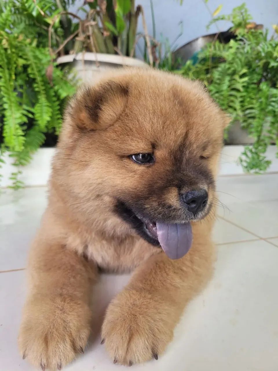 Filhote chow chow - Foto 2