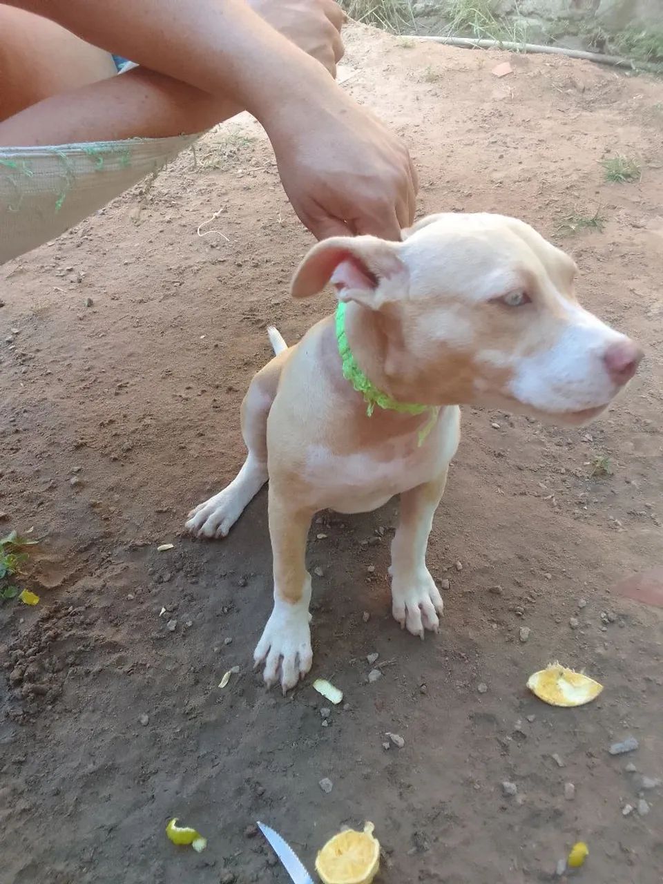 Vendo cachorra pitbull  - Foto 4
