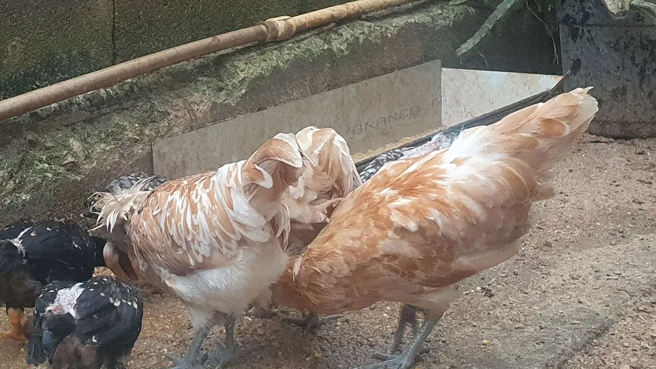 Casal de polinesa camursa - Foto 2