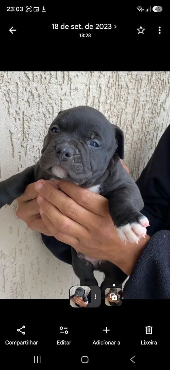 American bully  - Foto 2
