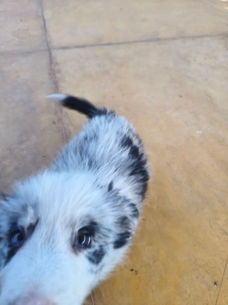Border collie macho  - Foto 4