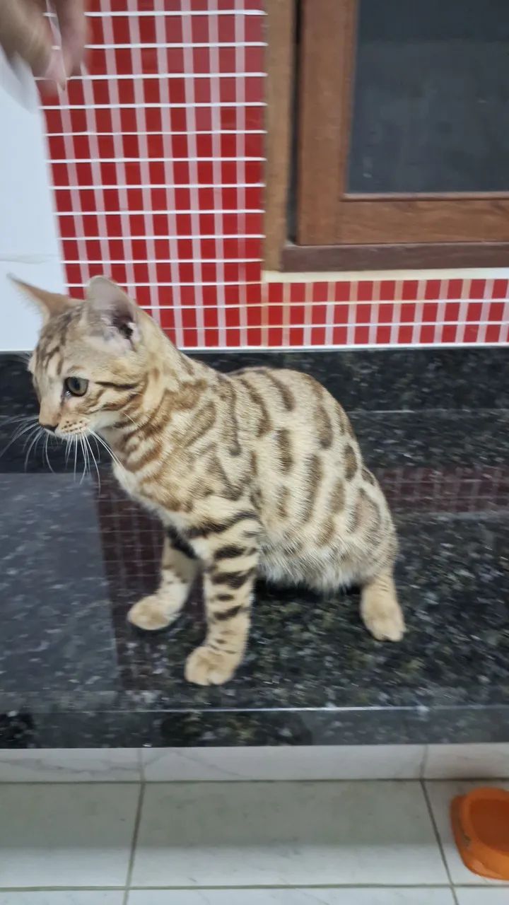 Gato BENGAL  em  promoção  - Foto 3