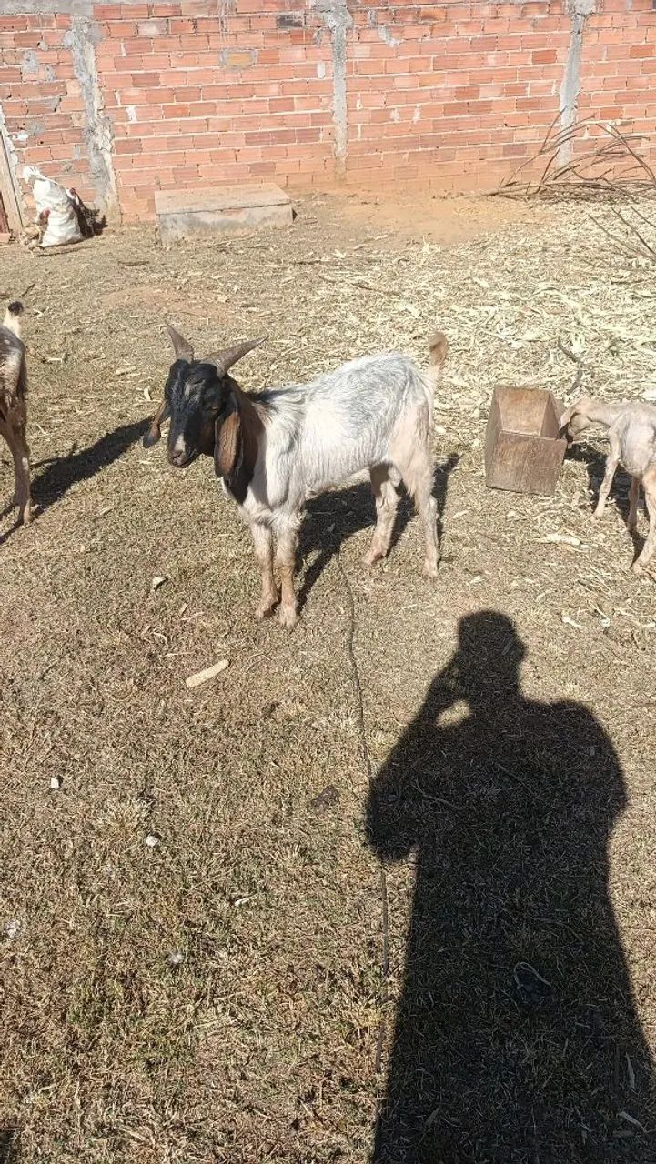 Cabra e cabrito  - Foto 2