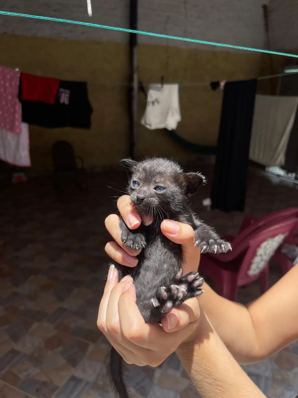 Gatinhas para adoção - Foto 2