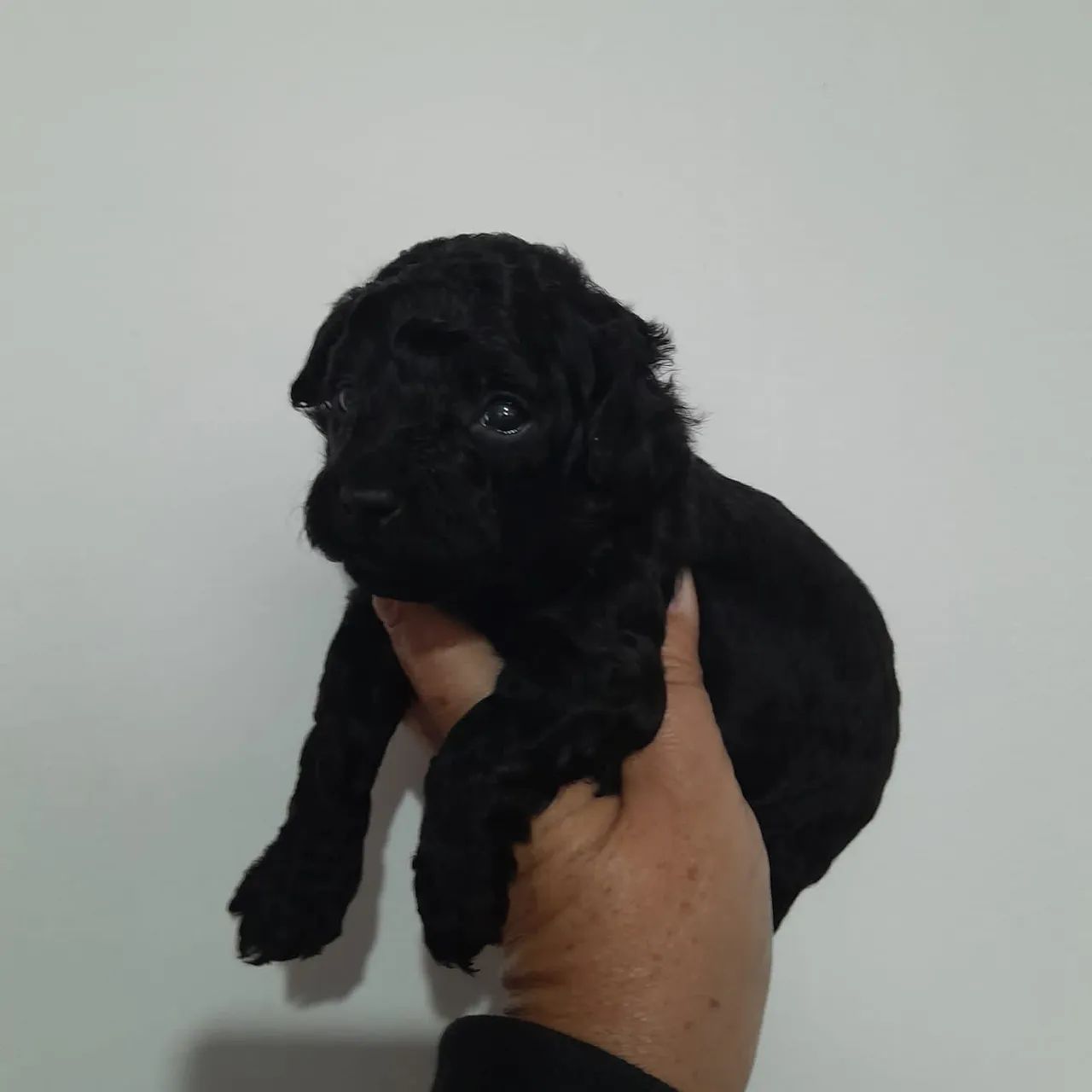 Poodle Micro | Red , Black ou Abricó  - Foto 3