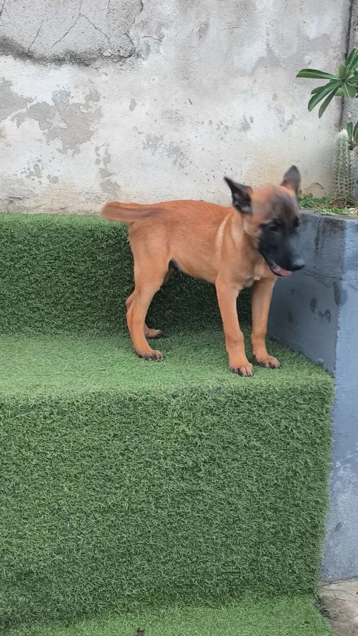 Malinois Macho - 10x de R$300 Sem Juros - Foto 4