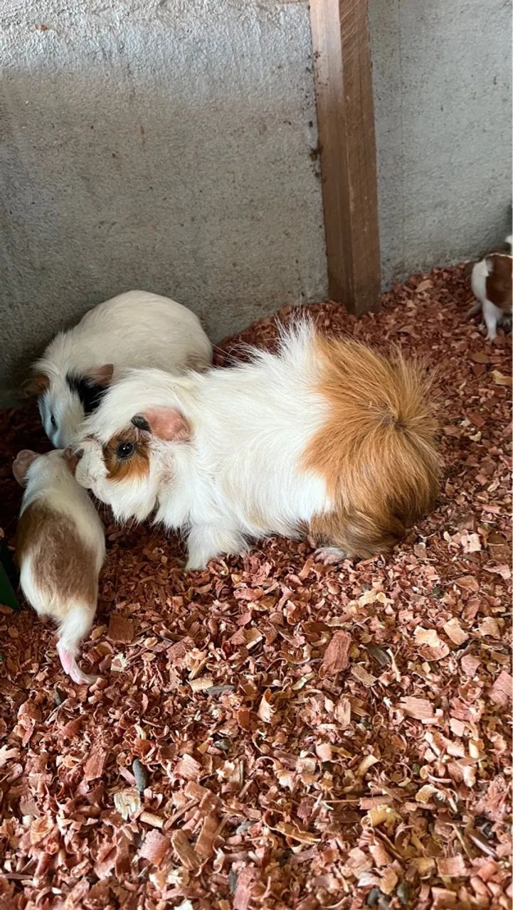 Vende porquinhos da índia  - Foto 5