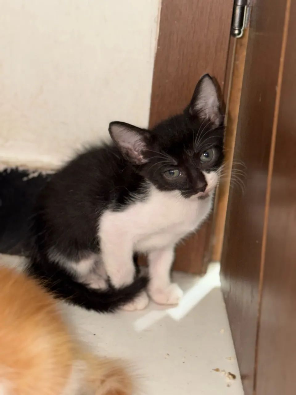 Gatos  - Foto 3