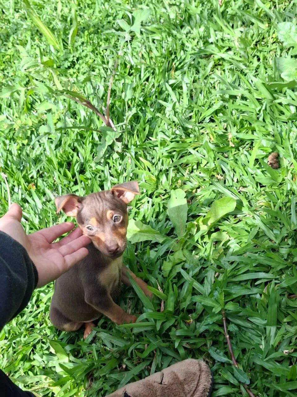 Pinscher miniatura cholate - Foto 2